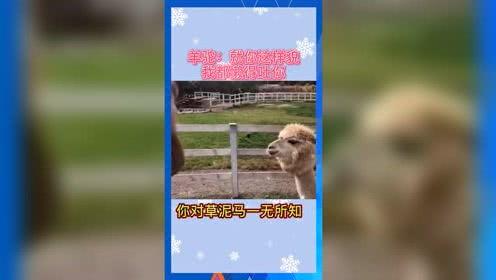娱乐吃瓜系统,吃瓜群众必备的幕后故事大盘点