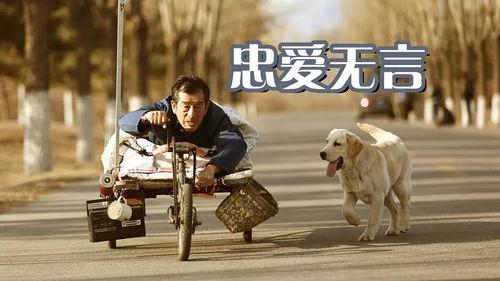 忠爱无言免费观看中字,感人至深的人犬情缘免费观影之旅