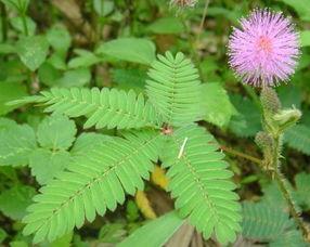 含羞草无码片,一场视觉与情感的盛宴